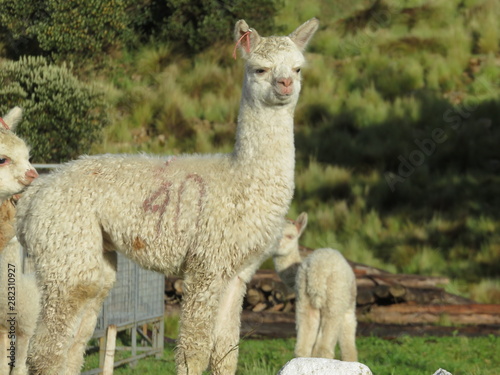 alpaca bebé
