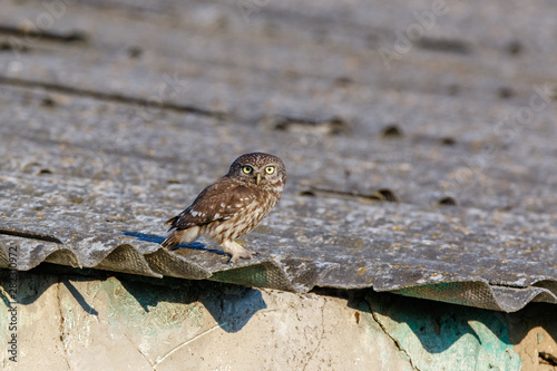 Little Owl (Athene noctua). Wild bird