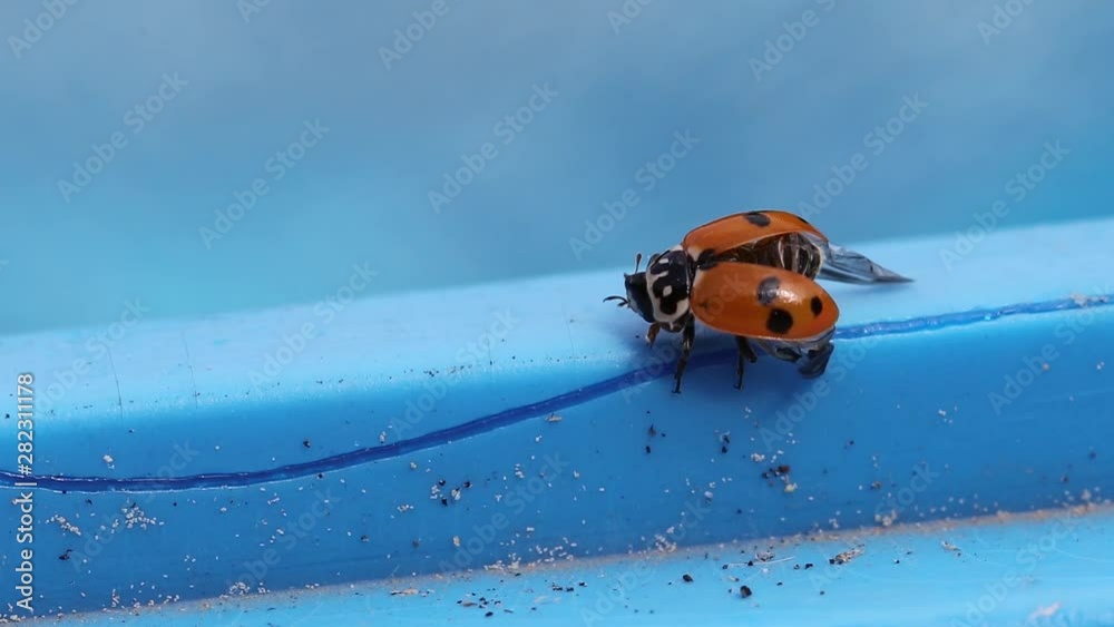 coccinelle a la sortie du bain
