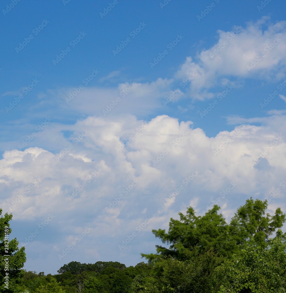 The white clouds in the sky over the trees. The white clouds in the sky over the trees.