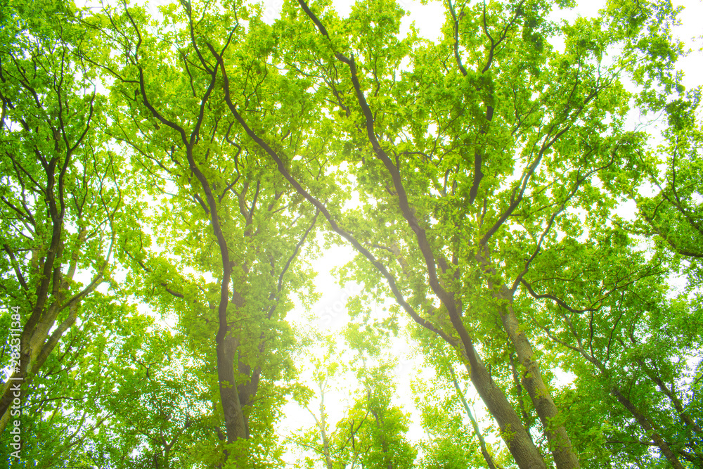 green leaves of a tree, nature background green leaves of a tree, nature background
