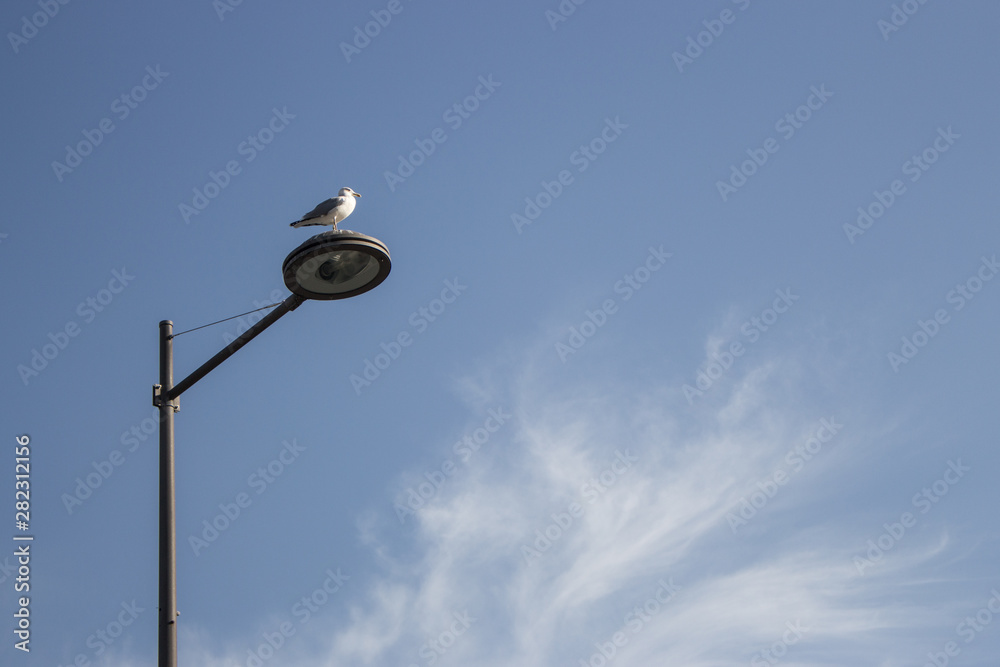 Lonely seagull sitting at street lantern on blue sky background. Loneliness concept. Wild bird on street lamp. Electricity concept. Lonely seagull sitting at street lantern on blue sky background. Loneliness concept. Wild bird on street lamp. Electricity concept.