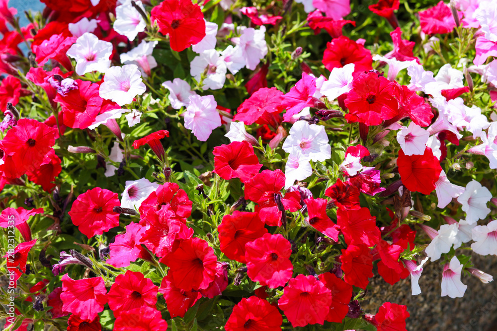 flowerbed with flowers in the park. Park in a European city flowerbed with flowers in the park. Park in a European city