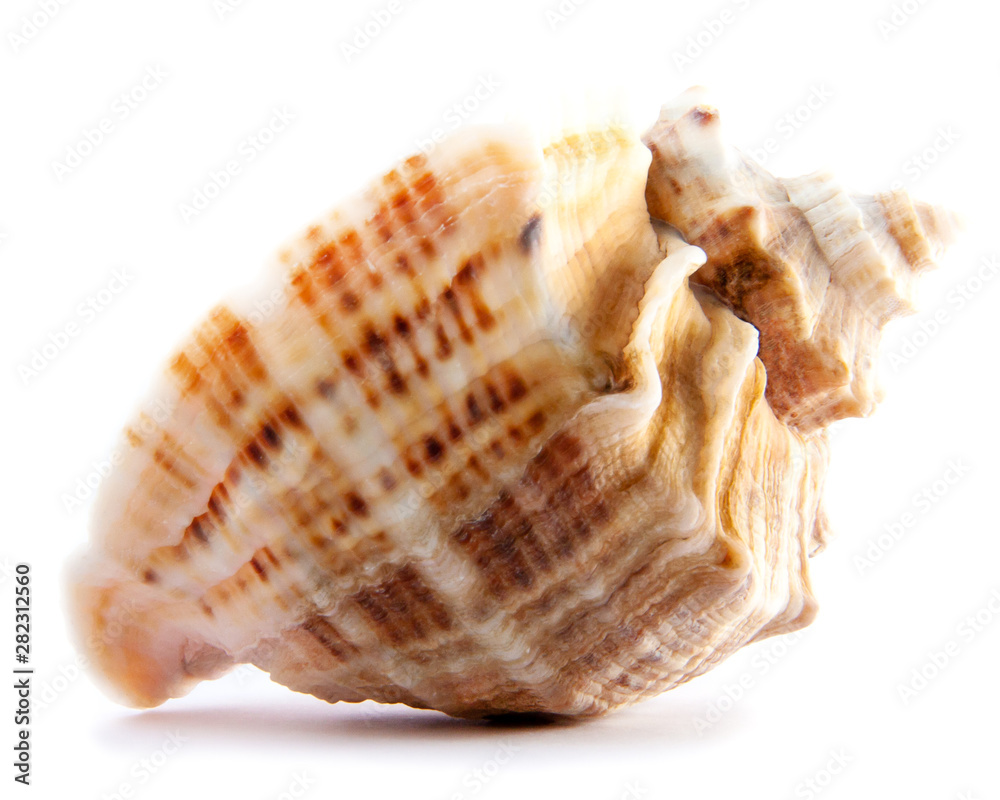 Sea shells of Rapana or large predatory sea snail isolated on white background. Souvenir concept and design elements Sea shells of Rapana or large predatory sea snail isolated on white background. Souvenir concept and design elements