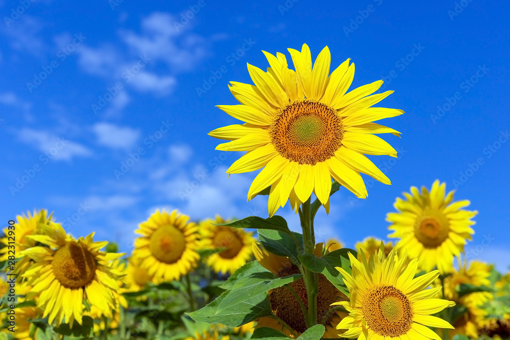 Sunflower flower on a background of blue sky.