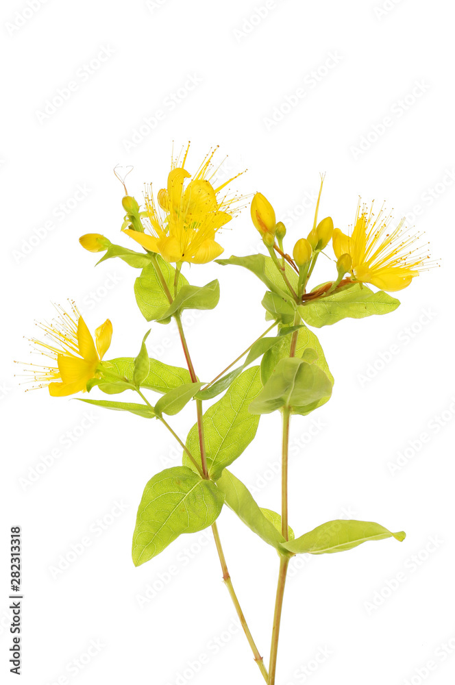 Fototapeta premium St Johns-wort flowers and foliage