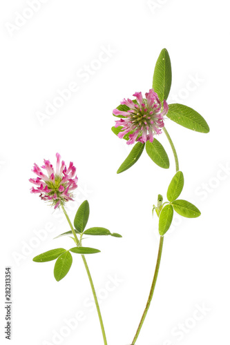 Two clover plants