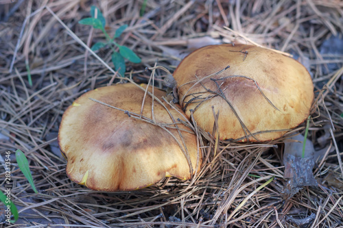 Two ripe mushroom oiler in the grass in the forest