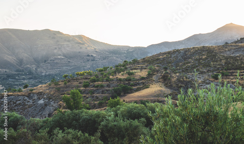 Olive trees landscape
