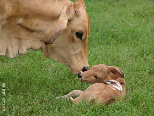 beso mama y bebe photo