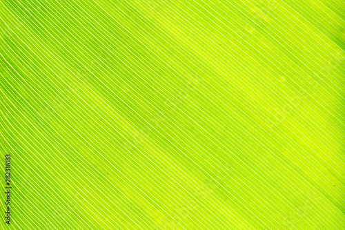 Close up of green leaves texture.