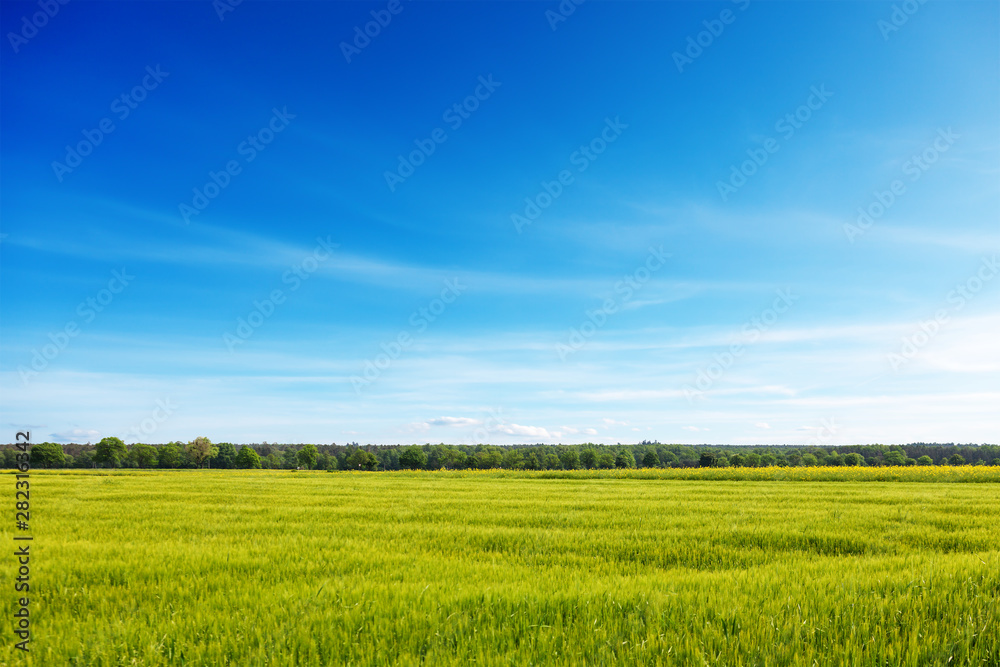 Meadow and sky