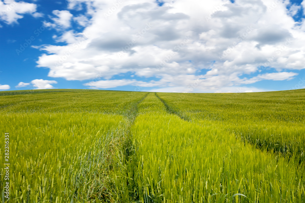 Field and sky