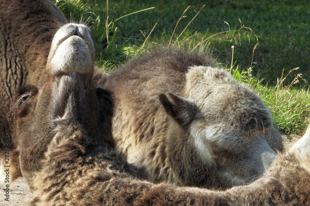 Bactrian camel (Camelus bactrianus) Bactrian camel (Camelus bactrianus)