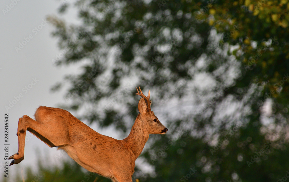 The roebuck jumping on the meadow in rut season