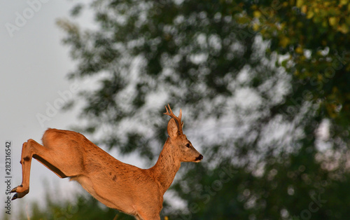 Obraz na płótnie The roebuck jumping on the meadow in rut season w salonie