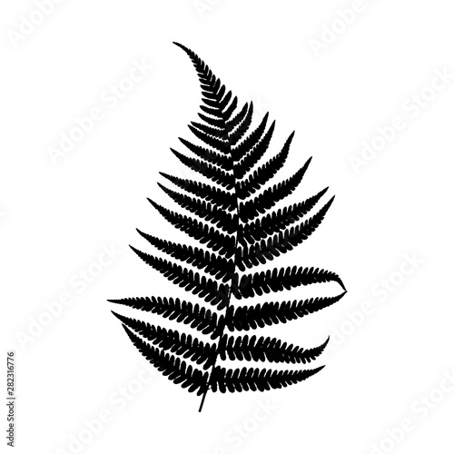 Vector silhouette of fern leaf. Black on a white background.