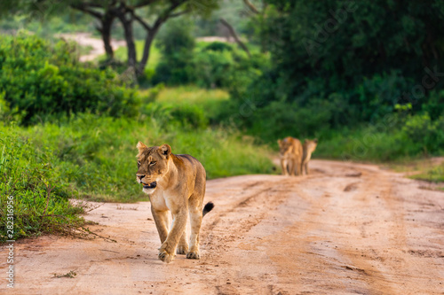 A lioness walking on a sand road through the Murchison Falls National Park