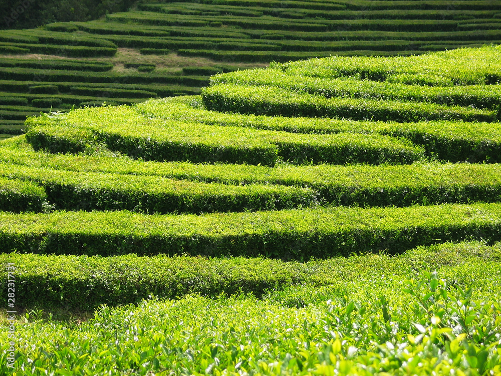 Rows of tea bushes, tea plantation view in the Azores Islands, Atlantic Ocean, Portugal.