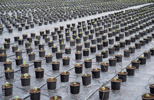 Young Chrysanthemum flower seedling planting plots in row.