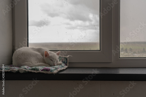 A small white cat sleeps peacefully on its bedding on a windowsill in a Scandinavian interior. Outside the window there is a thunderstorm, clouds and rain.