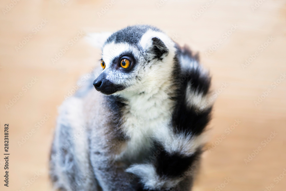 cute animal lemur dreams sitting on a brown background cute animal lemur dreams sitting on a brown background