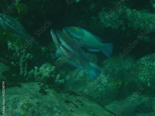 Photo sous-marine de poissons perroquet © Patrick