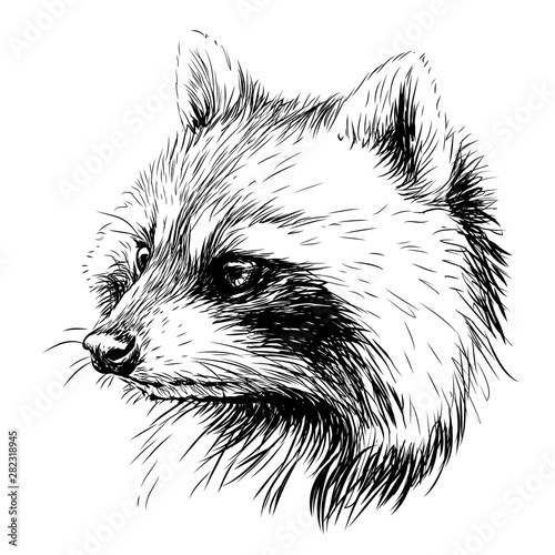 Raccoon. Sketchy, graphic portrait of a raccoon on a white background.