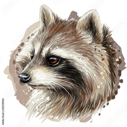 Raccoon. Color graphic portrait of a raccoon on a white background with watercolor splashes.