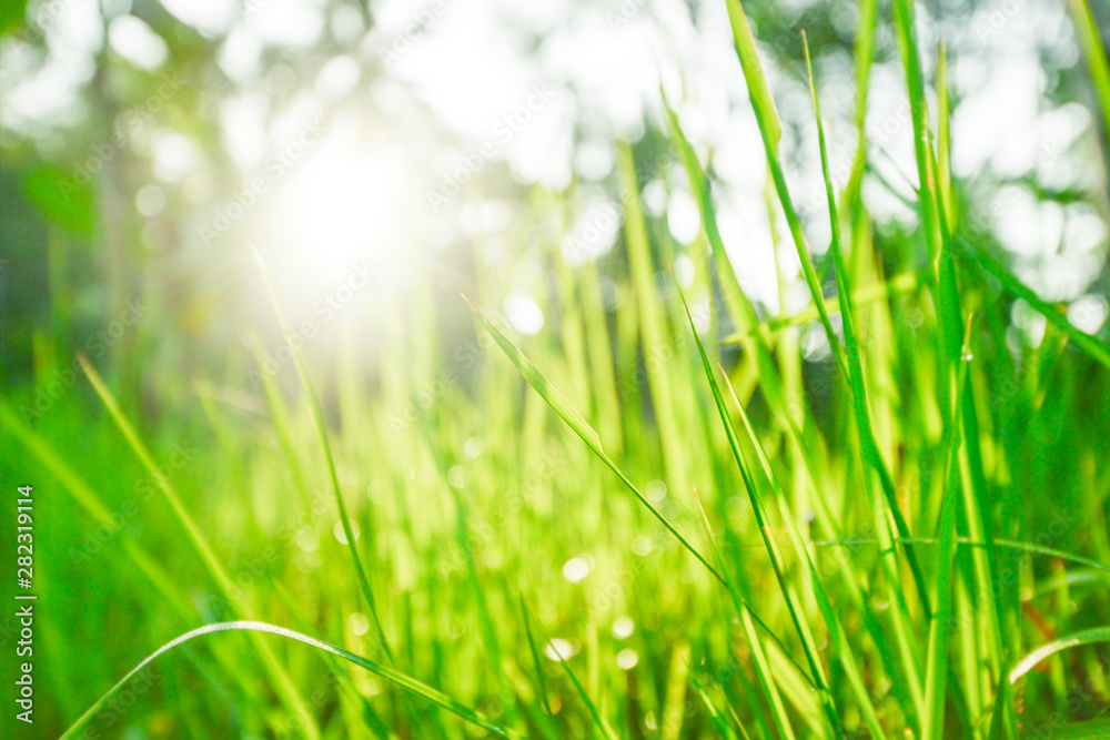 green grass and bright sun