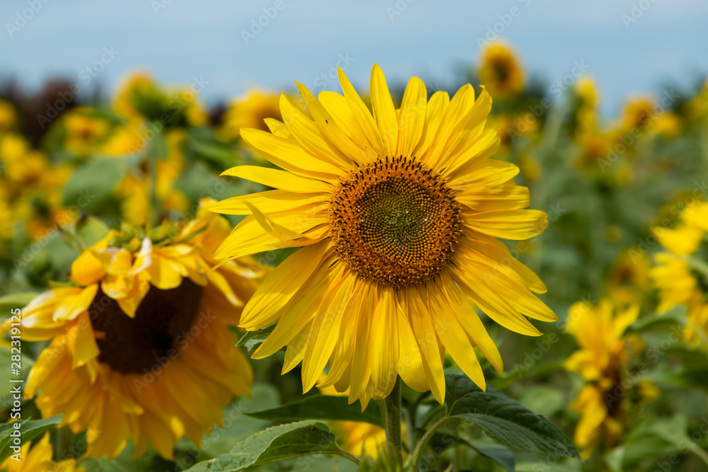 Field of beautiful Sunflowers with a blue sky in summer Field of beautiful Sunflowers with a blue sky in summer