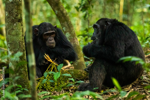 Two chimps sitting on the ground in Kibale Forest