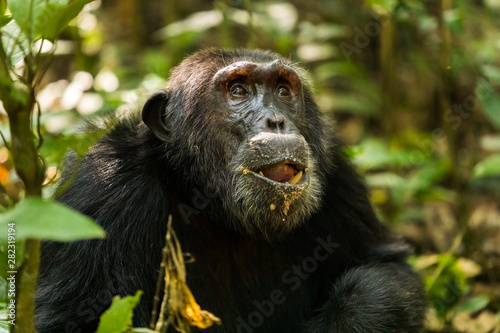 An old chimp in the Kibale forest © Mathias