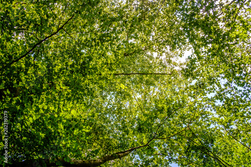 grüner Laubwald vor blauem Himmel