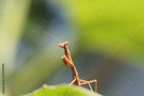 Praying Mantis © Carol