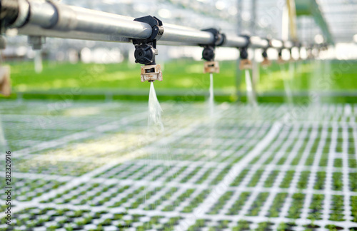 Watering Young Plants Sprout in Potty Greenhouse