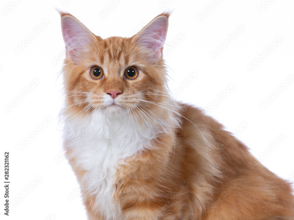 Maine coon cat portrait. Image taken in a studio with white background. Copy space.