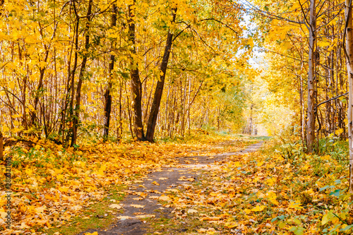 Footpath in the autumn park with colorful trees and leaves