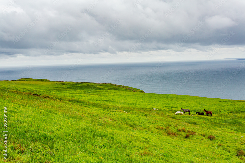 Beautiful landscape of the Irish countryside with horses and the sea in the background on the coastal walk route from Doolin to the Cliffs of Moher, Wild Atlantic Way, county Clare in Ireland