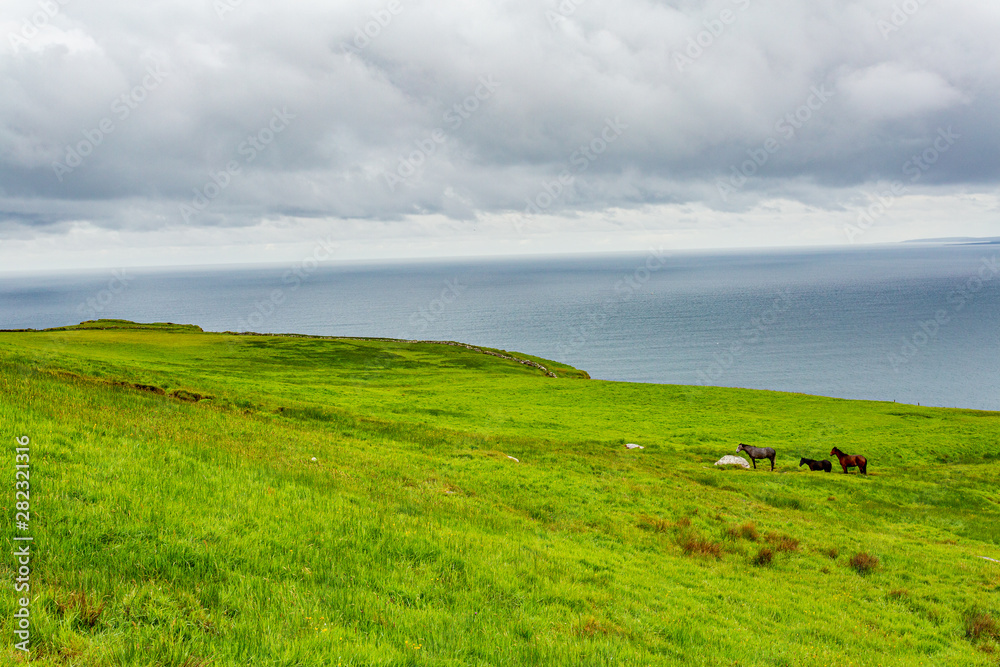Fototapeta premium Piękny krajobraz irlandzkiej wsi z końmi i morzem w tle na nadmorskiej trasie spacerowej z Doolin do Cliffs of Moher, Wild Atlantic Way, hrabstwo Clare w Irlandii