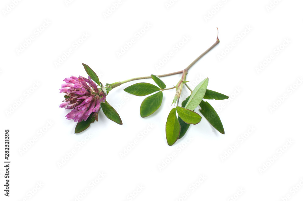 Obraz premium Clover flower on a white background