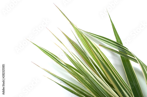 fresh green grass isolated on white background