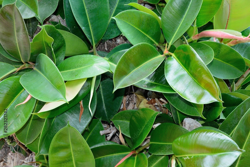Fototapeta ficus leaves close up