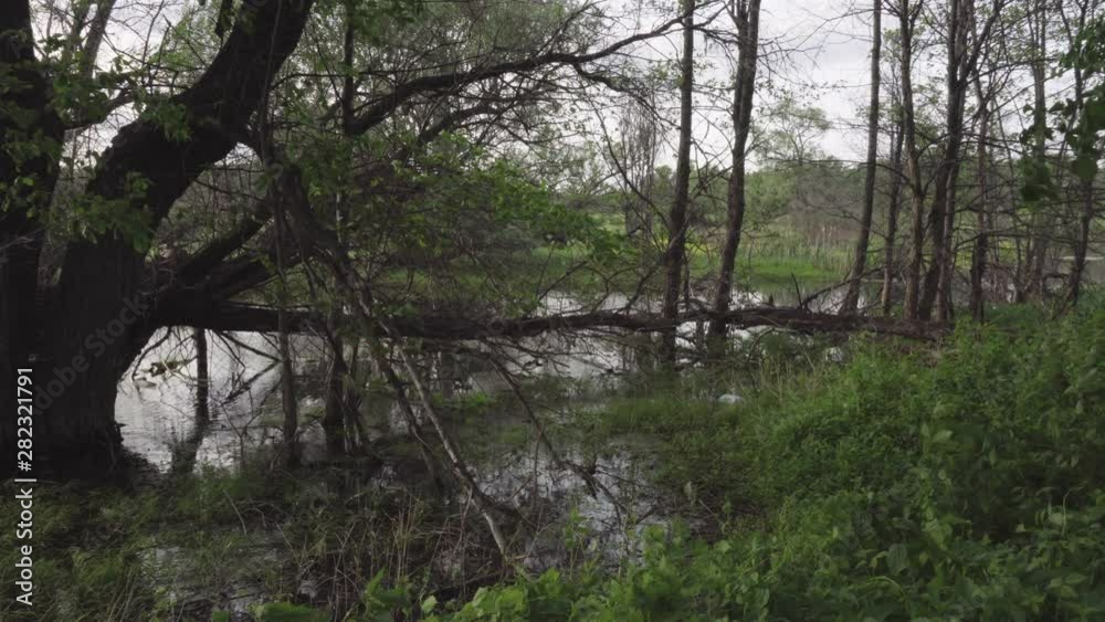 Shooting from a tripod on a swampy shore in cloudy weather. In the frame a powerful tree on the water. Its dry branches hang to the water. Shooting from a tripod on a swampy shore in cloudy weather. In the frame a powerful tree on the water. Its dry branches hang to the water.