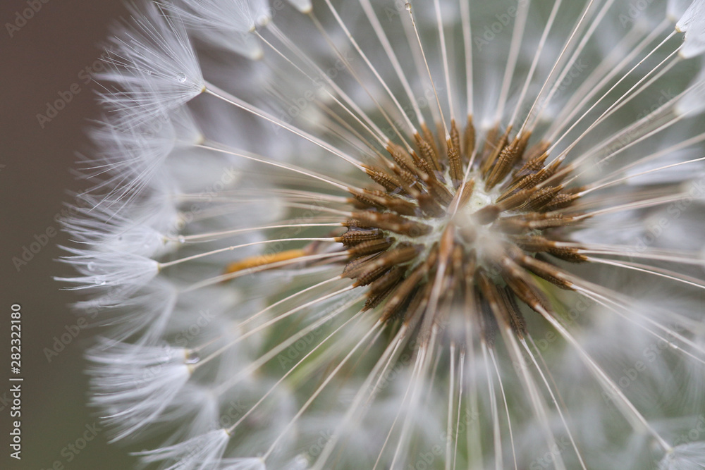 Close-up image of a seeding dandelion flower (Taraxacum) during a rainy summer day