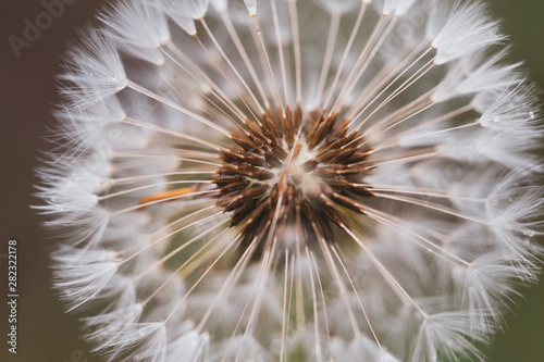 Close-up image of a seeding dandelion flower  Taraxacum  during a rainy summer day