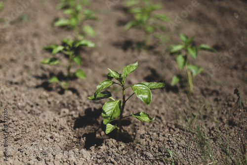 Small bell pepper plants on a farm under the sun