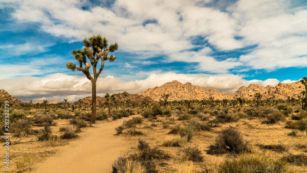 Joshua Tree, Desert