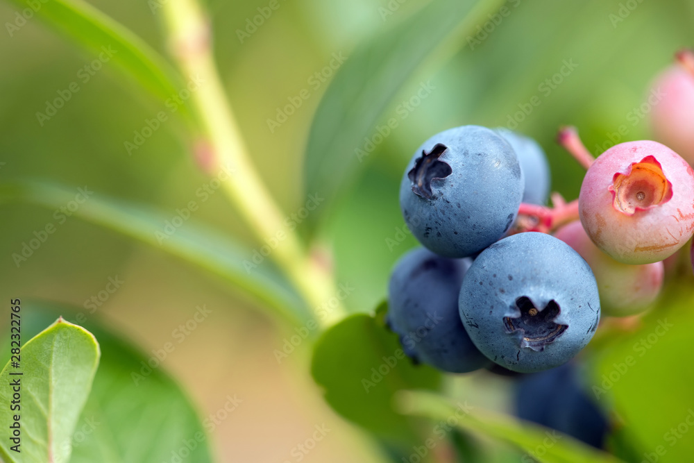 Fresh organic blueberries on the bush Fresh organic blueberries on the bush