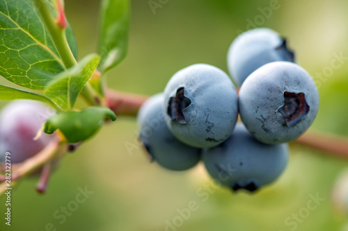 Fresh organic blueberries on the bush